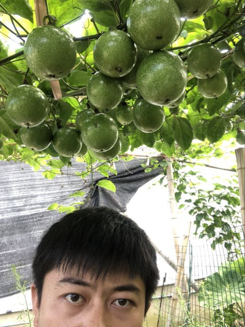 黄金百香果苗台湾黄金百香果苗