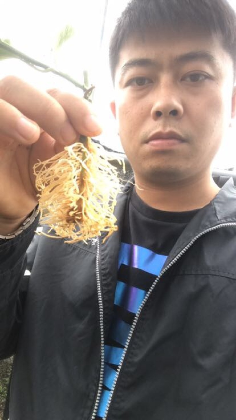 黄金百香果苗台湾黄金百香果苗