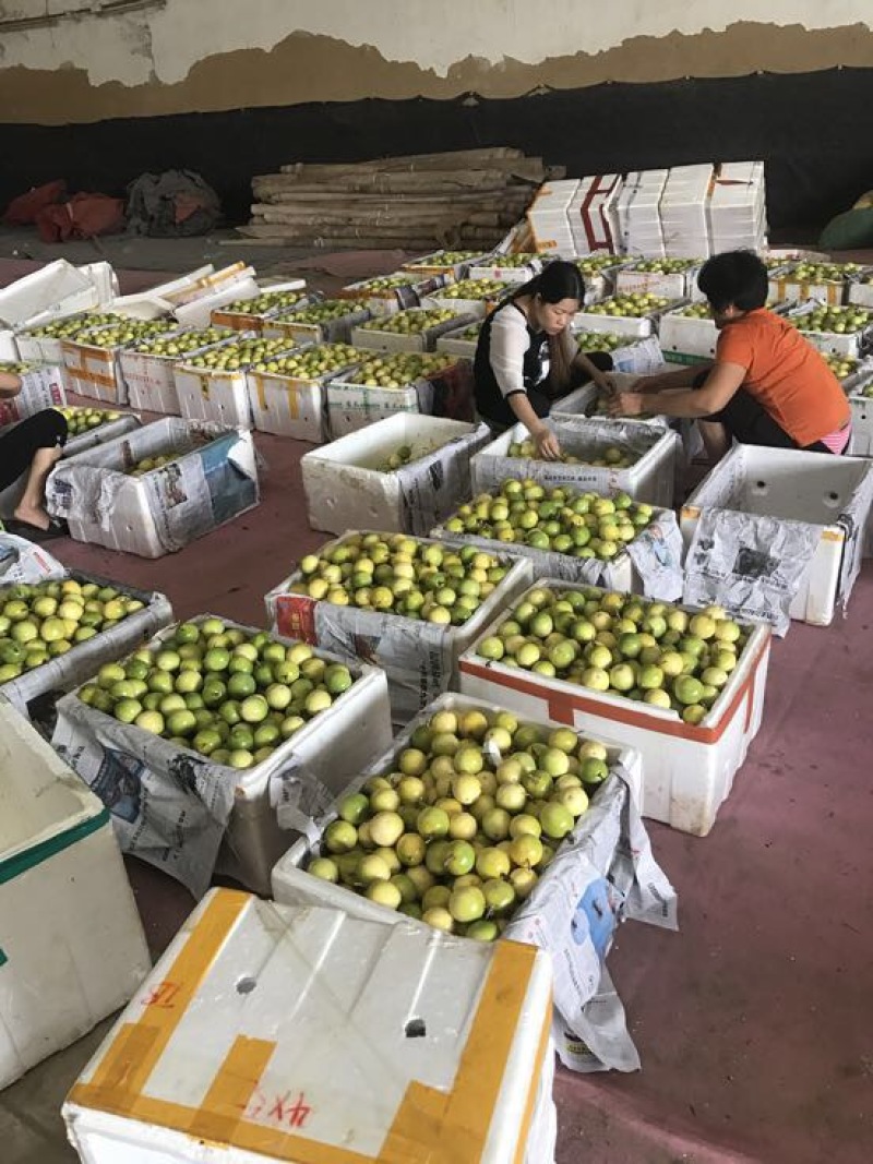 黄金百香果苗台湾黄金百香果苗