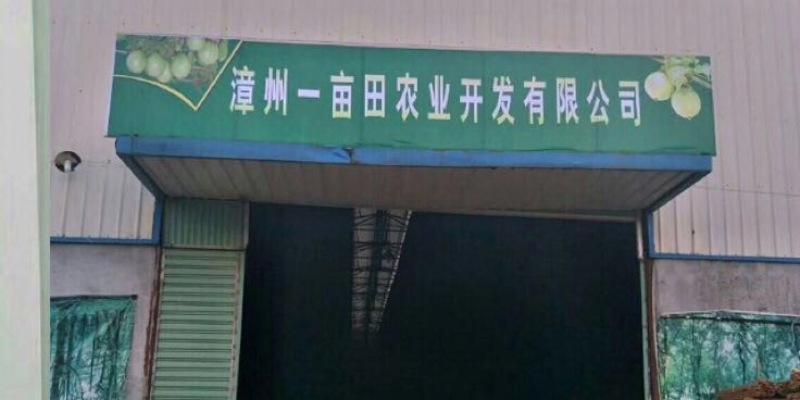 黄金百香果苗台湾黄金百香果苗
