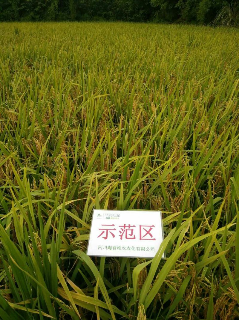 宜香优2115