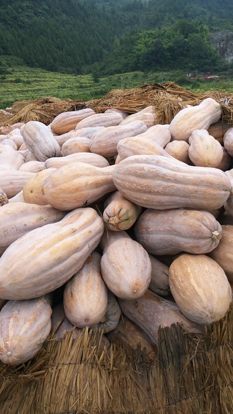 金韩南瓜，