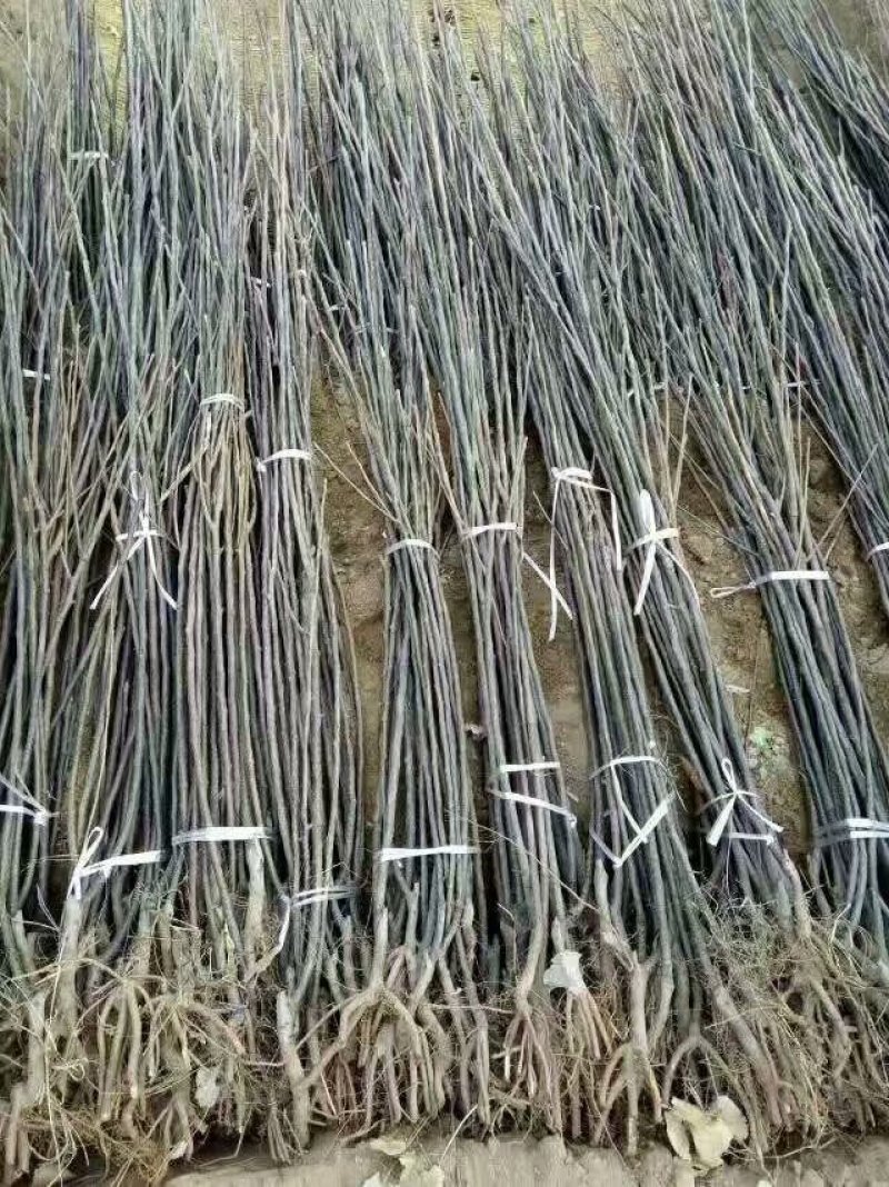 西梅李子苗，清地处理中，牙接成苗，保纯度可签订合同
