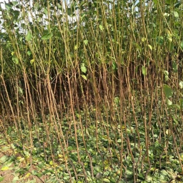 西梅李子苗，清地处理中，牙接成苗，保纯度可签订合同