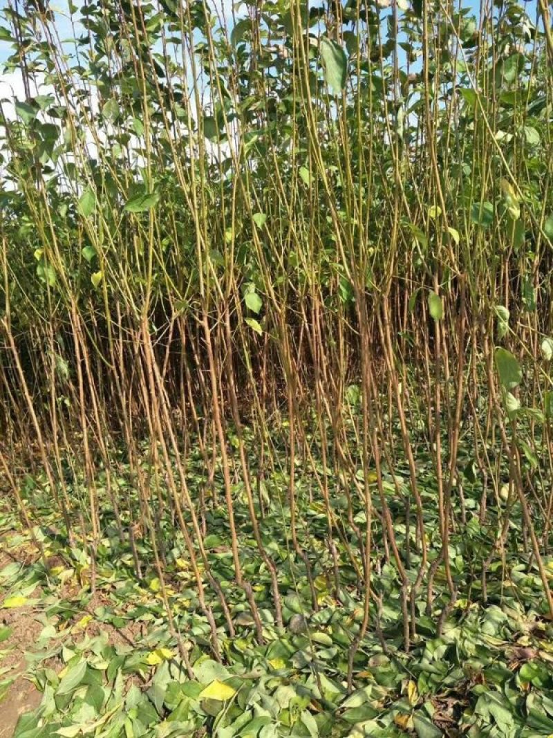 西梅李子苗，清地处理中，牙接成苗，保纯度可签订合同