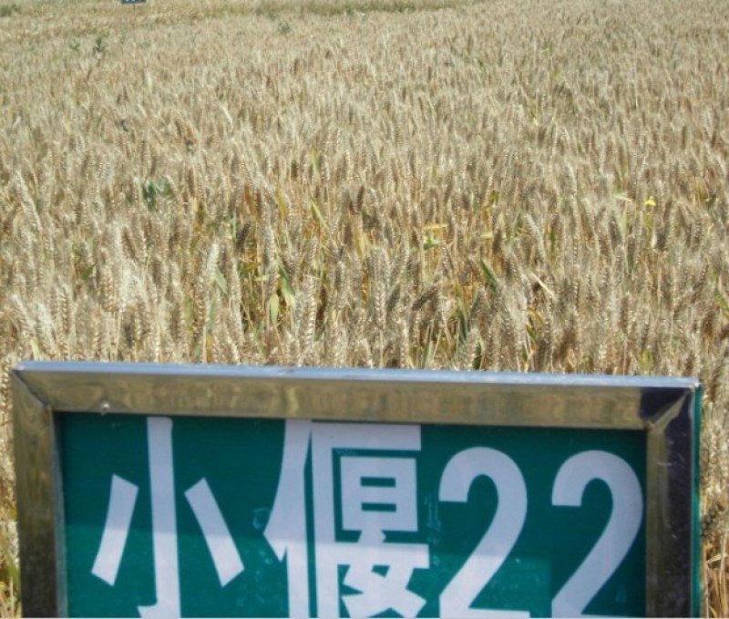 小偃22大田小麦种子高产抗病适应广