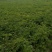 甘肃高原精品基地直发农场基地黄皮黄心希森6