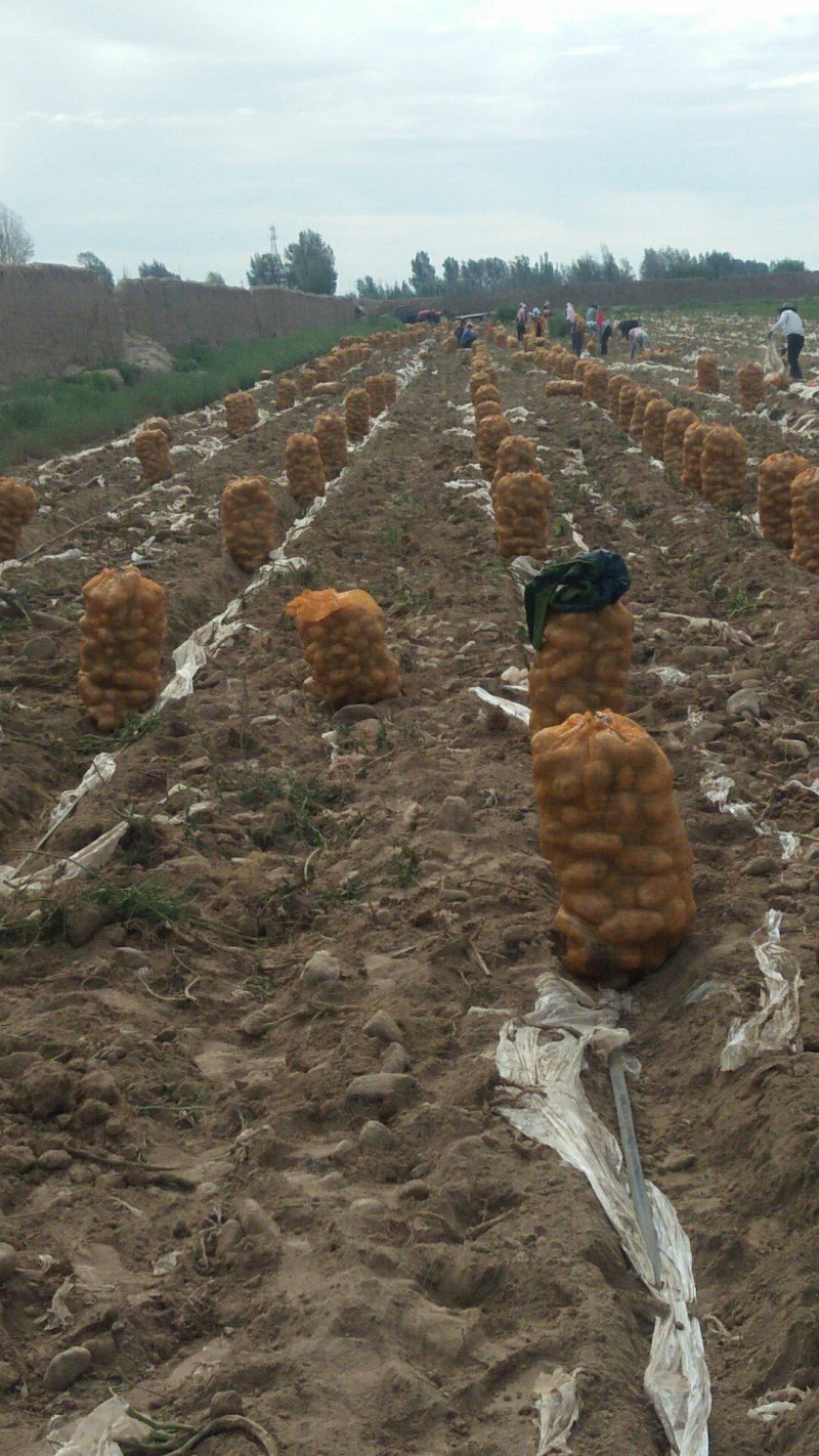 甘肃高原精品基地直发农场基地黄皮黄心希森6