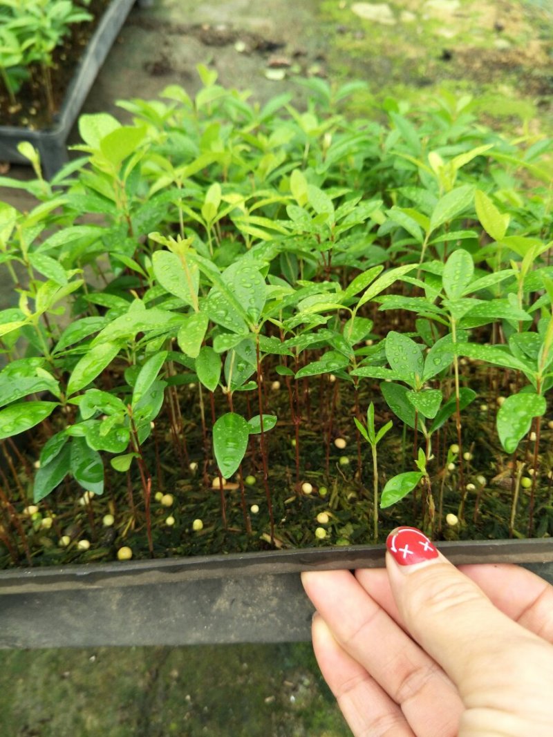 巴西甜樱桃苗筛盘苗盆栽果树苗南北方可种植好养