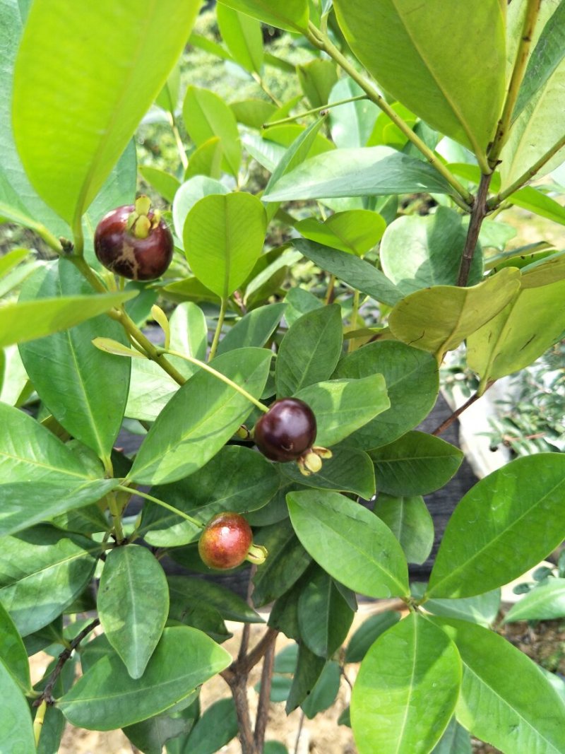 巴西甜樱桃苗筛盘苗盆栽果树苗南北方可种植好养