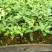 巴西甜樱桃苗筛盘苗盆栽果树苗南北方可种植好养
