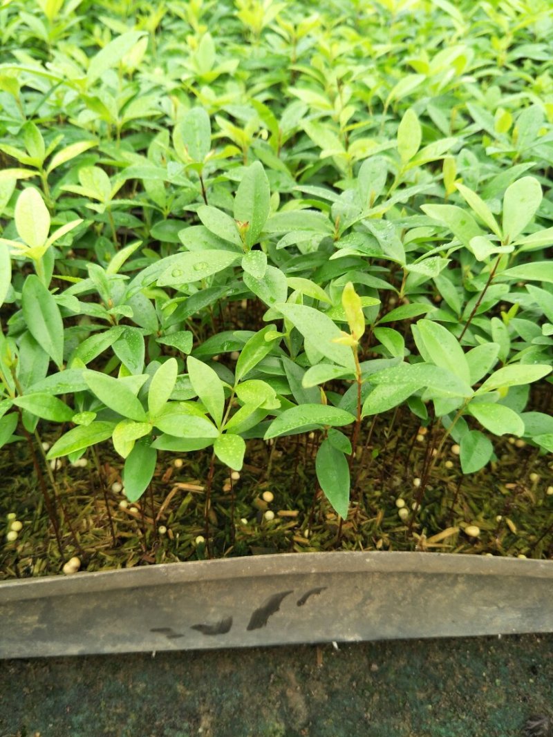 巴西甜樱桃苗筛盘苗盆栽果树苗南北方可种植好养