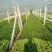 生菜、苦菊、油麦菜、小白菜苗、油菜、香菜、小叶茼蒿、芹菜