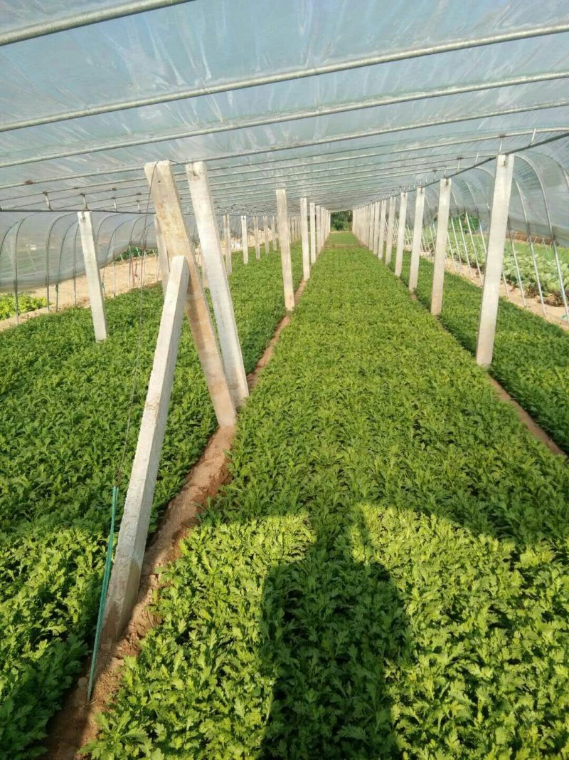 生菜、苦菊、油麦菜、小白菜苗、油菜、香菜、小叶茼蒿、芹菜