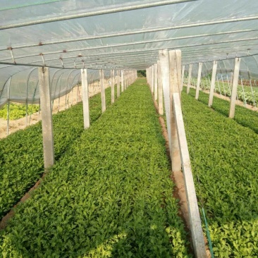 生菜、苦菊、油麦菜、小白菜苗、油菜、香菜、小叶茼蒿、芹菜