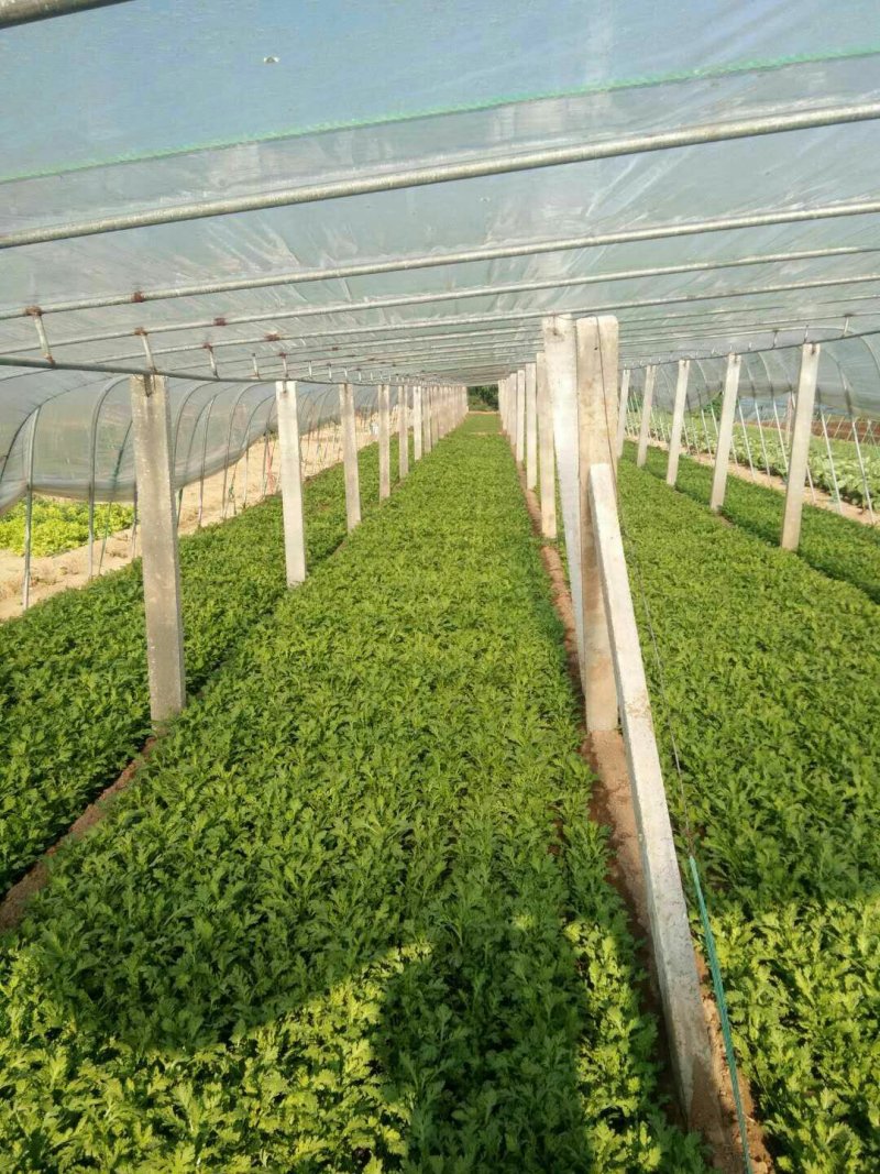 生菜、苦菊、油麦菜、小白菜苗、油菜、香菜、小叶茼蒿、芹菜