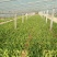 生菜、苦菊、油麦菜、小白菜苗、油菜、香菜、小叶茼蒿、芹菜