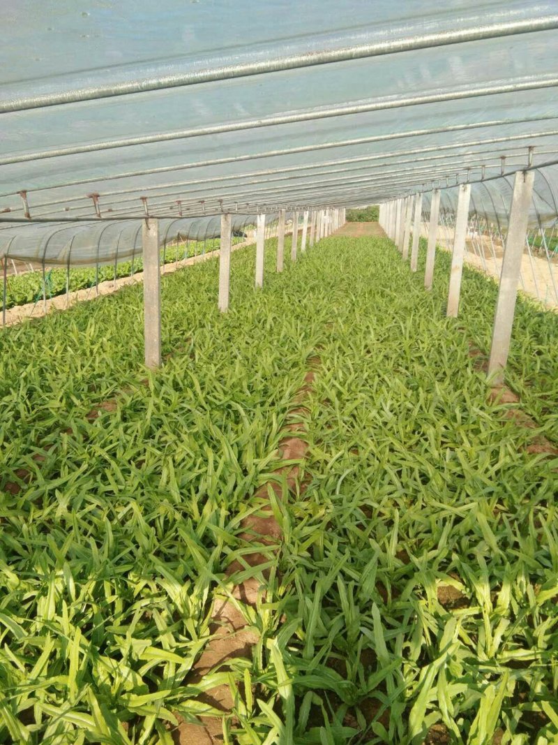 生菜、苦菊、油麦菜、小白菜苗、油菜、香菜、小叶茼蒿、芹菜