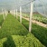 生菜、苦菊、油麦菜、小白菜苗、油菜、香菜、小叶茼蒿、芹菜