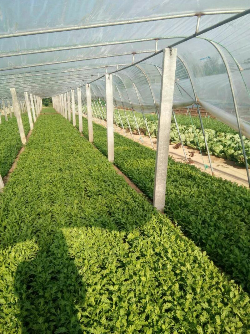 生菜、苦菊、油麦菜、小白菜苗、油菜、香菜、小叶茼蒿、芹菜