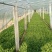 生菜、苦菊、油麦菜、小白菜苗、油菜、香菜、小叶茼蒿、芹菜
