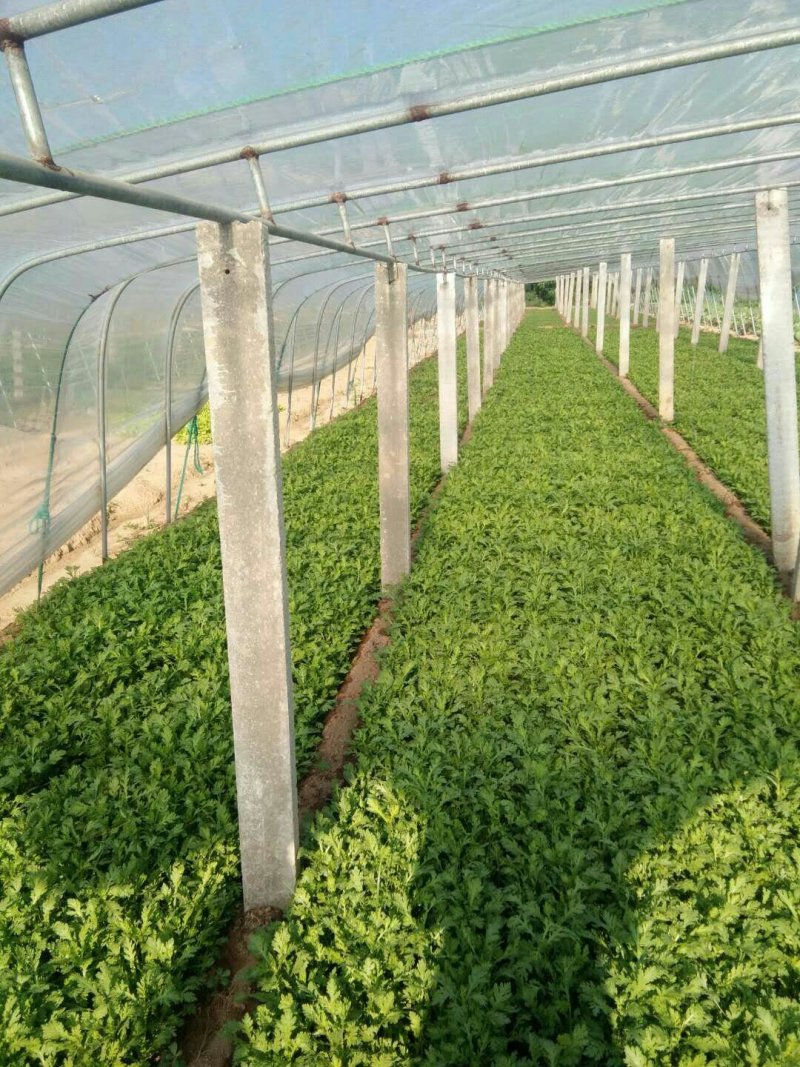 生菜、苦菊、油麦菜、小白菜苗、油菜、香菜、小叶茼蒿、芹菜