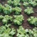 生菜、苦菊、油麦菜、小白菜苗、油菜、香菜、小叶茼蒿、芹菜