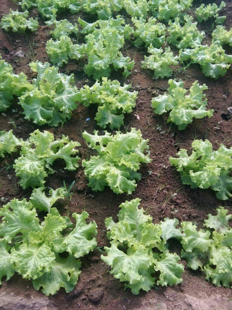 生菜、苦菊、油麦菜、小白菜苗、油菜、香菜、小叶茼蒿、芹菜