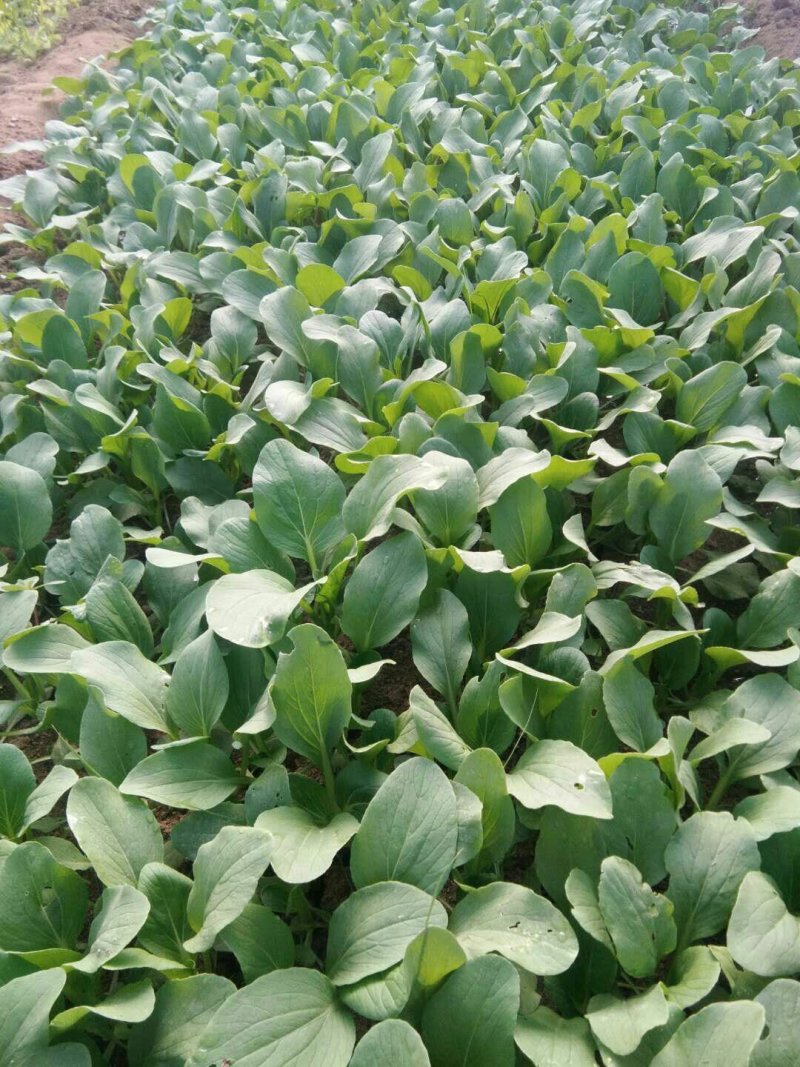 生菜、苦菊、油麦菜、小白菜苗、油菜、香菜、小叶茼蒿、芹菜