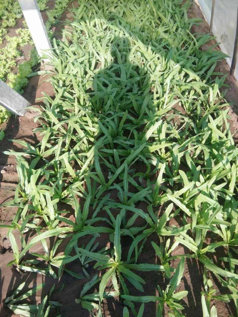 生菜、苦菊、油麦菜、小白菜苗、油菜、香菜、小叶茼蒿、芹菜