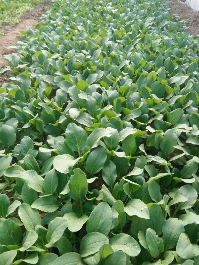 生菜、苦菊、油麦菜、小白菜苗、油菜、香菜、小叶茼蒿、芹菜
