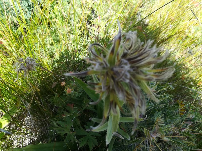 紫草