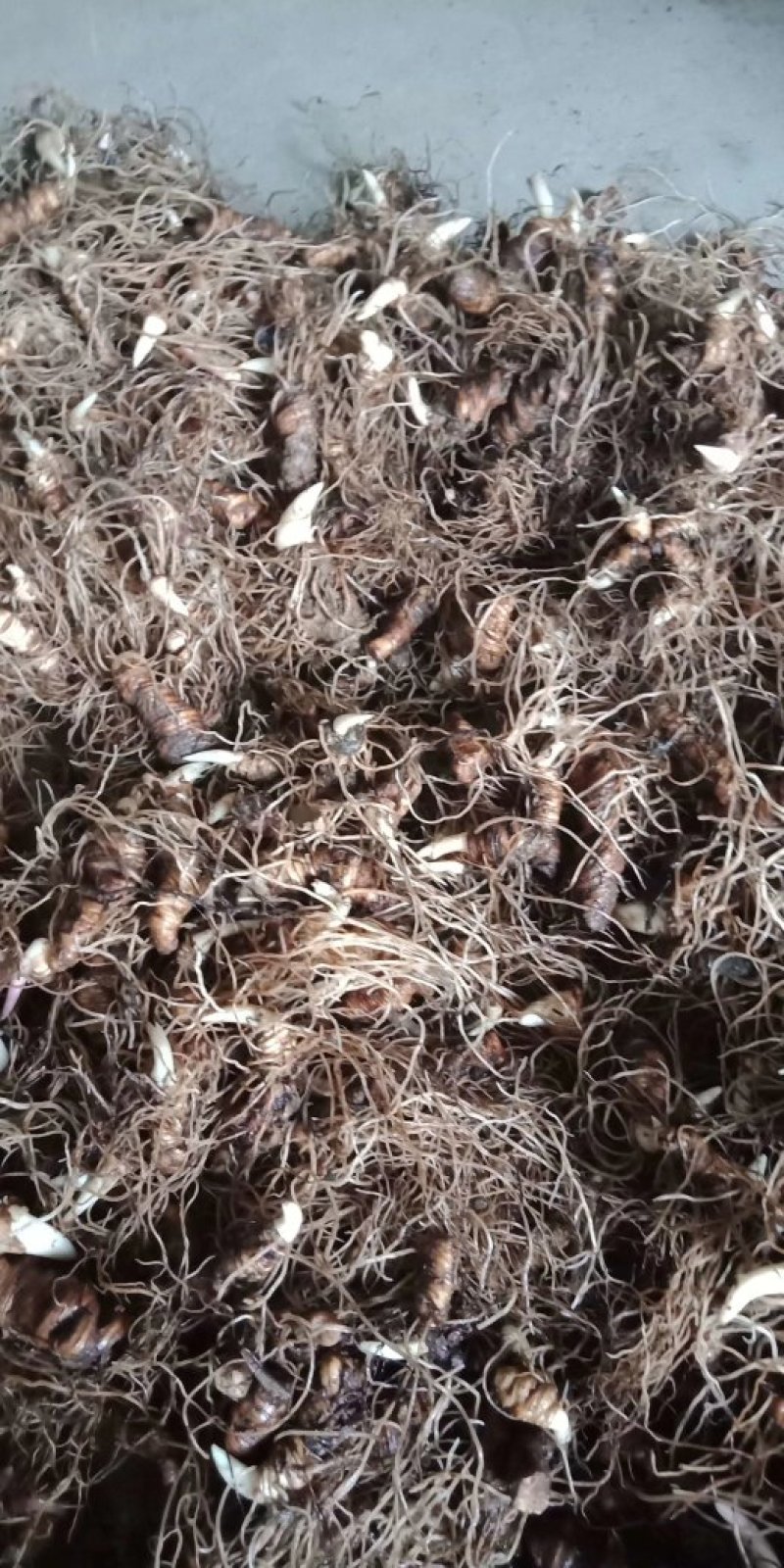 粉质华重楼种茎统个，全丫头