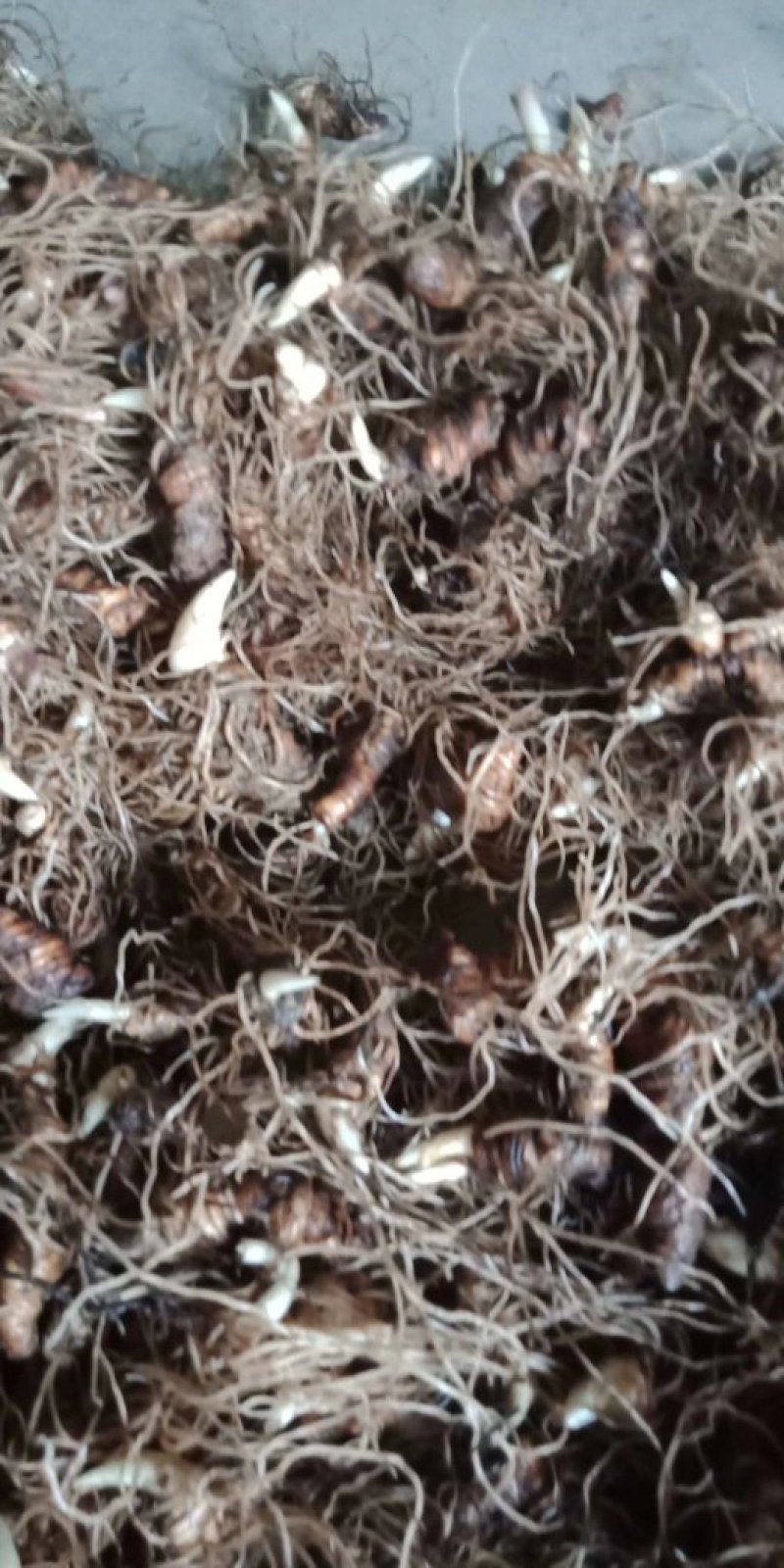 粉质华重楼种茎统个，全丫头