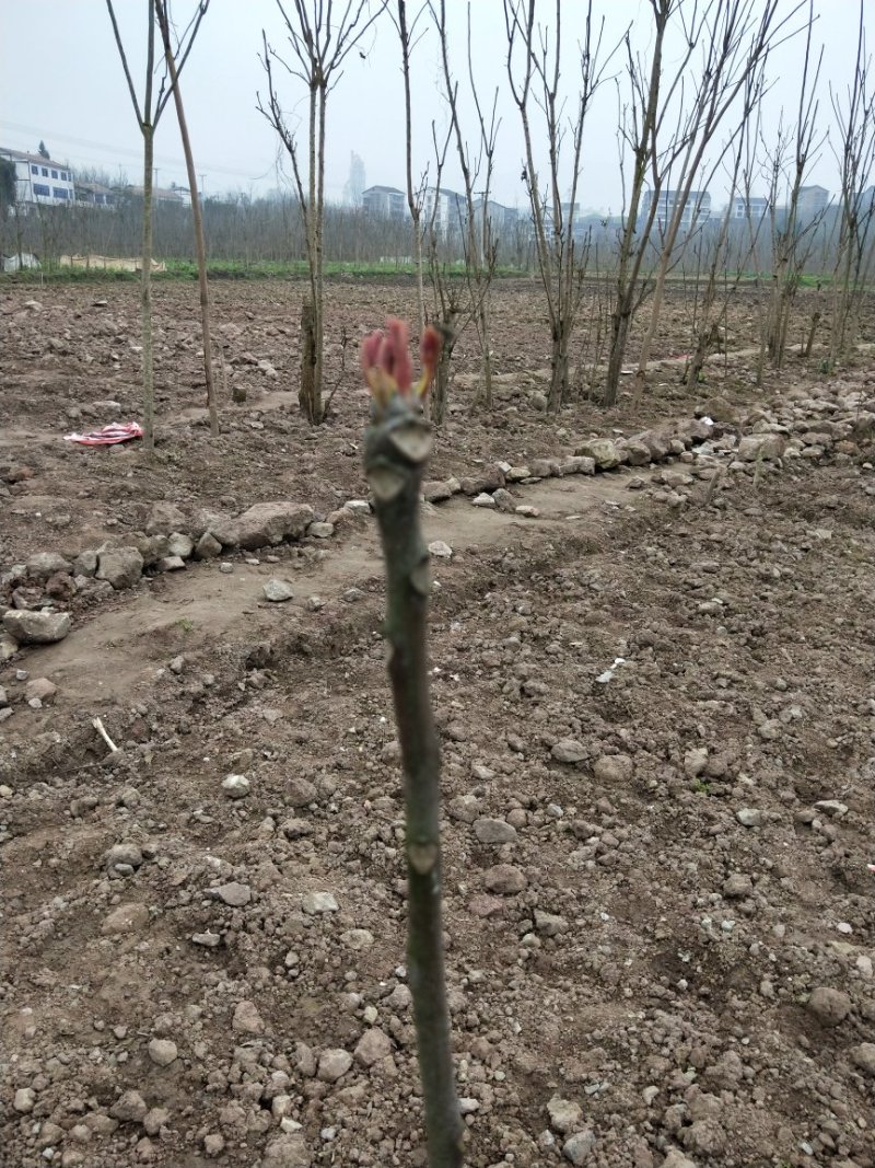 香椿树苗大量出售，价格优惠，
