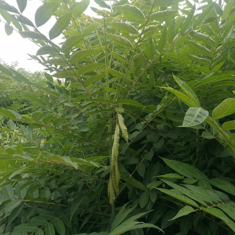 香椿树苗大量出售，价格优惠，