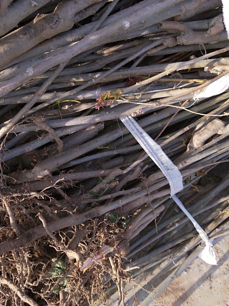 香椿树苗大量出售，价格优惠，