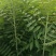 香椿树苗大量出售，价格优惠，
