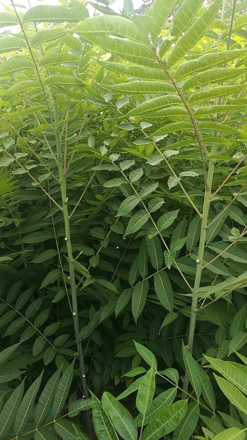 香椿树苗大量出售，价格优惠，