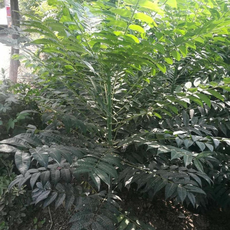 香椿树苗大量出售，价格优惠，