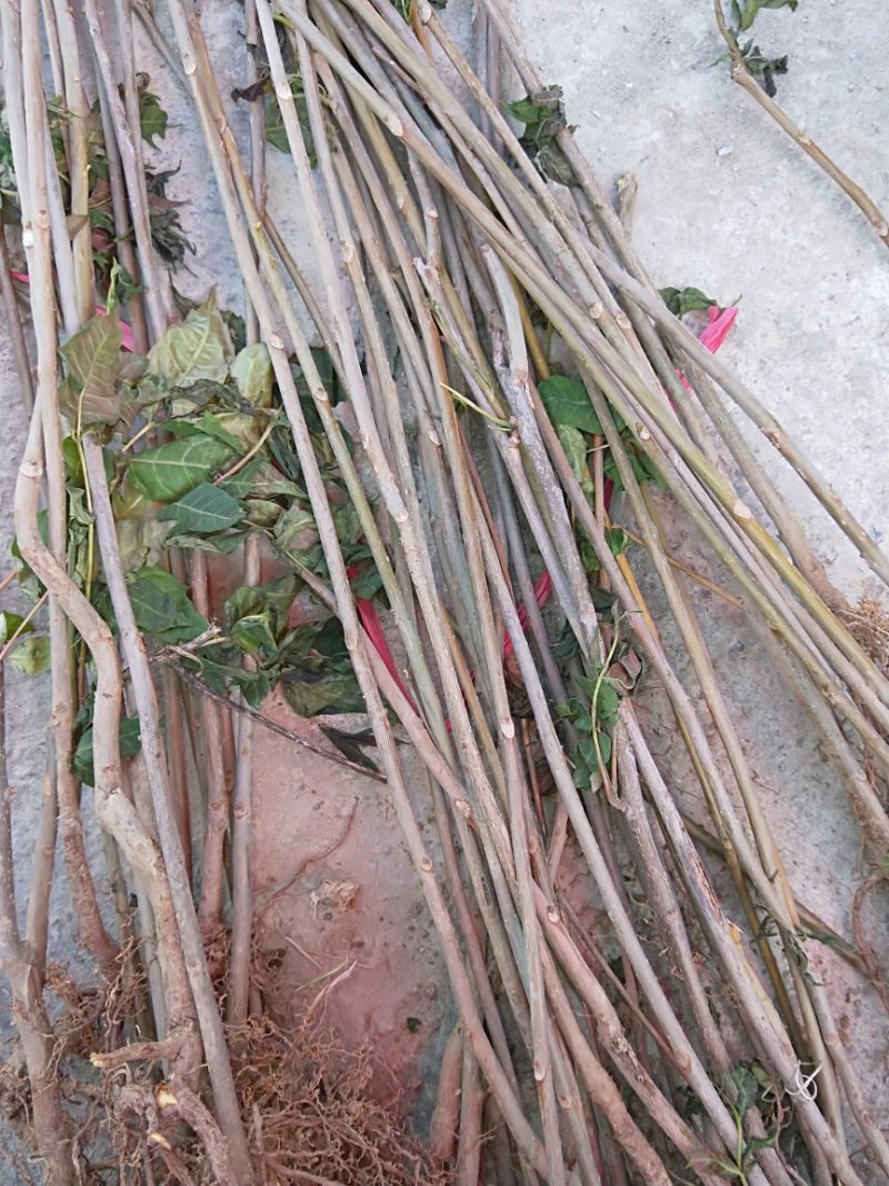 香椿树苗大量出售，价格优惠，