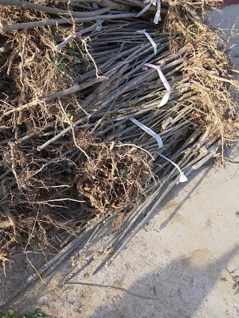 香椿树苗大量出售，价格优惠，