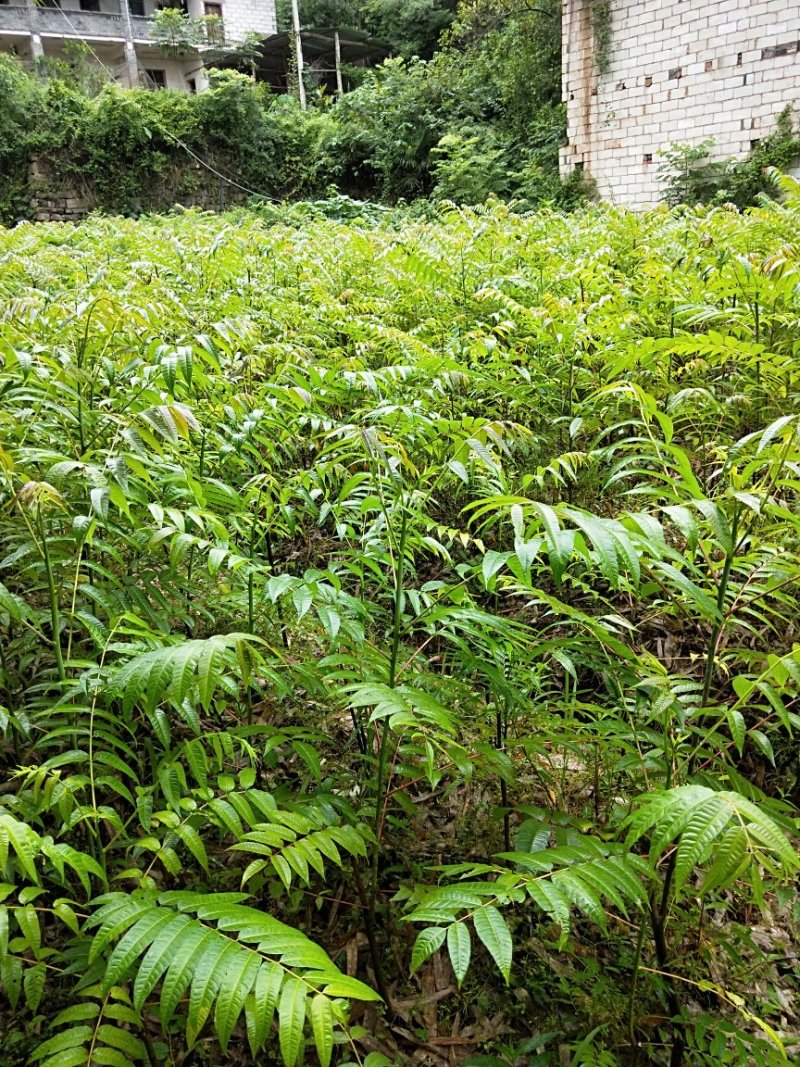 香椿树苗大量出售，价格优惠，