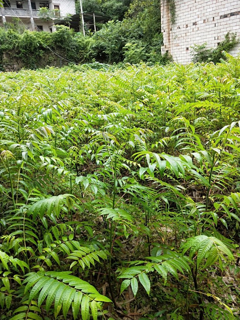 香椿树苗大量出售，价格优惠，