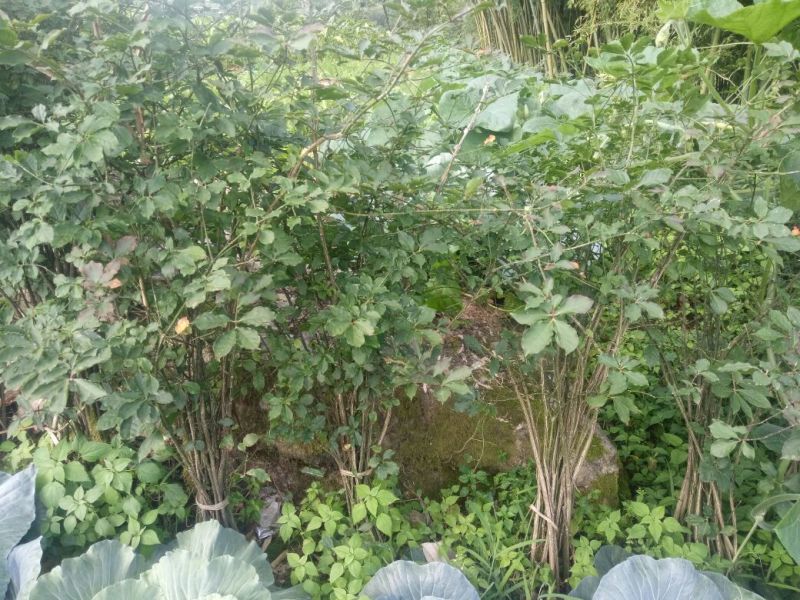 鬼箭羽苗，卫矛苗，中药材种苗