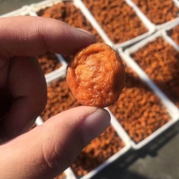 新货吊干杏杏干上市产地直发，欢迎对接，量大价低