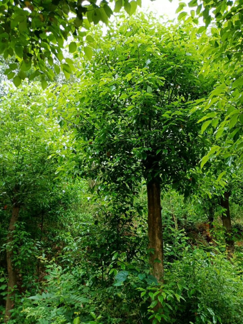 香樟