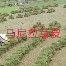 草皮