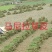 草皮