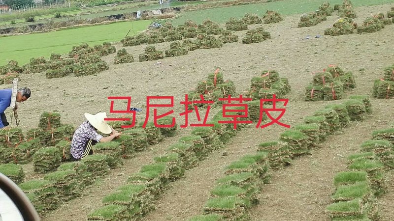 草皮